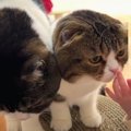 初めて見る赤ちゃんが気になる優しいパパ猫さん♪