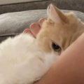 膝の上に乗ってきた『甘えん坊な猫』→飼い主さんの腕に……尊すぎる『愛情表…