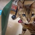 紙袋に入りたい！中をのぞいて確認する猫ちゃん