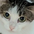 猫がくつろぎ始めると、左右のおててに『模様』が現れて…たまらなく可…