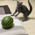 ネコが座布団の上に鎮座する『スイカ』と出会った結果…突然始まった『…