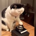 夜におやつが欲しくなった猫→ベルを『チーン』と鳴らして…かわいすぎ…