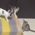 短時間で荒れるネコ部屋→カメラを仕掛けて『一部始終を撮影』してみた…