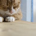 猫も低気圧で体調を崩す？お家で出来る対策