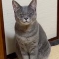 猫に『ん？』と声をかけると…まさかの『ん～』と返事する様子が可愛すぎる…