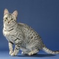 【獣医師監修】エジプシャンマウってどんな猫？特徴や性格から飼う前の注…
