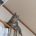 猫が『カーテン登り』に夢中になってしまう4つの理由　やめさせるには…