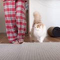 猫と新しい家に引っ越したら…まさかの『赤ちゃん返り』が可愛すぎると…