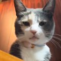 1年のあいだに『まるで別の猫』みたいに……驚くべき『激変ビフォーアフター…
