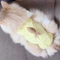 「まるでティッシュケース！？」術後服のみっちり具合が微笑ましい猫ちゃ…