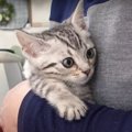 おうちに慣れたかな？先輩猫たちに見守られる子猫♡