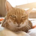 猫が『好きじゃない人』に見せる態度や行動５つ