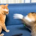 真夜中に猫の『ケンカ』が始まったと思ったら…まさかすぎる『戦いの様…