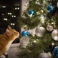 猫とクリスマスツリーの攻防戦！壊されないための5つのアイデア