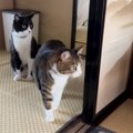生まれたばかりの赤ちゃんが部屋で眠っていると…気づいた猫の『尊すぎる反…