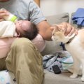 パパが『子猫の手を借りて』赤ちゃんの沐浴をしてみたら…まさかの『手伝う…