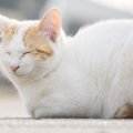 猫の毛艶が良くない原因とその対処法４つ