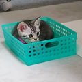 先輩猫が困っちゃう〜！元気いっぱいの子猫！