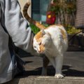 『野良猫になつかれる人』の特徴4選