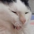 ネコが『あくび』をしようとしたら、目の前から…『まさかの瞬間』に29万い…