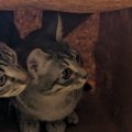 紙袋に身をひそめる2匹の猫→『袋の外』にいたのは…微笑ましい瞬間に４万い…