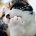 猫の指は何本ある？その役割や多指について