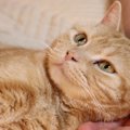 猫への『愛情が報われた』と感じる瞬間4選　飼い主が喜びを噛みしめる愛猫…