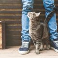 猫が見せている『わかりにくい愛情サイン』5選　込められた意味やベストな…