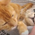 まだダメにゃ！独り占めしたい猫ちゃんのやきもち♡