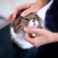 猫が『涙を流す』ときに疑うべき4つの病気・怪我　目のトラブルを引き起こ…