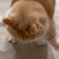 猫砂で遊んでいたネコ→突然びっくりして…アニメキャラのような『可愛…