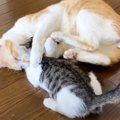 先輩猫が『子猫に起こされた』結果…まさかの優しすぎる行動が心温まる…