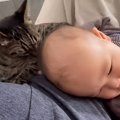 ママと寛いでいた猫→赤ちゃんが近づくと…思わずキュンとする『優しす…