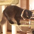 ２匹のネコのため、新しいキャットタワーを設置→初めての『透明ボウル…