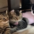 手術を終えたママ猫さんの帰宅が嬉しすぎる子猫ちゃんたち♡