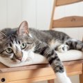 猫は人により『態度』を変える！？3つのタイプ別に見る、その理由　あ…