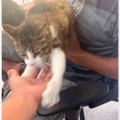 甘えん坊に育った保護猫→飼い主さんが腕を差し出した次の瞬間…『尊すぎる…