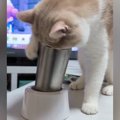 タンブラーを倒して遊ぶようになった猫→『対策』した結果…爆笑必至の…