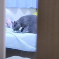 娘がいなくて『大声で鳴く猫』を隠し撮りしていたら…まさかの『バレた…