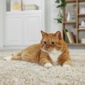 猫がいる部屋の『カーペット選び』6つのポイント　選ばないほうがいいタイ…