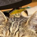 実家に帰ると出迎えてくれる猫→ところが『顔』を見ると…明らかに歓迎して…