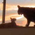 保護された新入り子猫に、先住猫が……夕日を背景に見せた『尊いやり取りの…