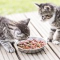 猫の食物アレルギーの症状と予防法、おすすめのフード