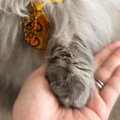 おやつが欲しくて『お手』をするネコ→表情を見ると……尊すぎる瞬間に２万い…