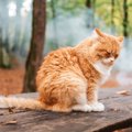 猫は『叱られてる』と理解してる？わかっているように見える3つの態度