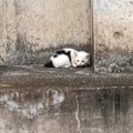 「雨の中で震えていた赤ちゃん猫」を保護したら…幸せあふれる『現在の…