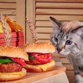 猫にハンバーグを与えてはいけない！食べてしまった時の対処法