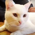 みんなをメロメロにしちゃう愛され猫ちゃん♡