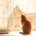 『寂しがりな性格の猫』にみられる特徴5選　心細いときのサインや飼い主が…