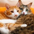 猫の『多頭飼い』メリット・デメリット4つ！よくある問題と解決策も